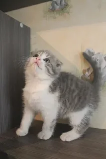 Sticker Пак создан в @moyi_stikery_bot - 9