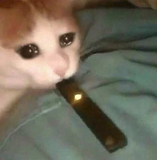 комнатный животное кошки малого и среднего размера