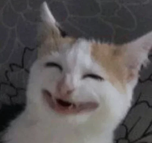 млекопитающее животное кошка