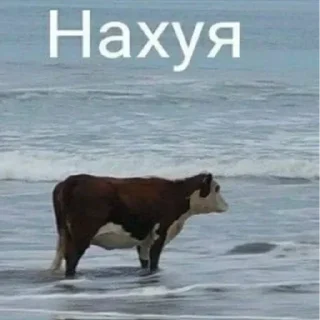 Sticker @tgstikery - Stickers 🧩 - 0