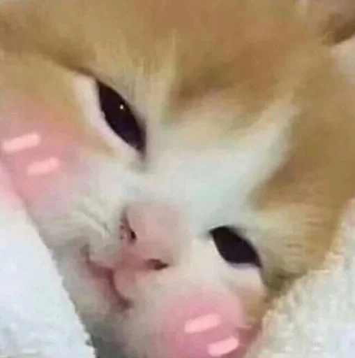 Sticker Стики 3084 из @Anonymnyi_chat_bot - 1