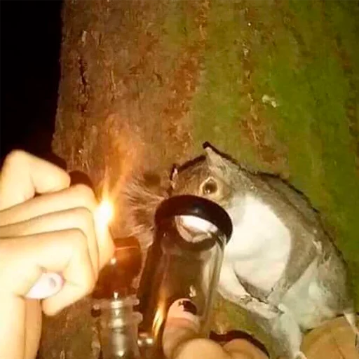 person candle soft drink