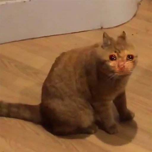 animal cat domestic cat