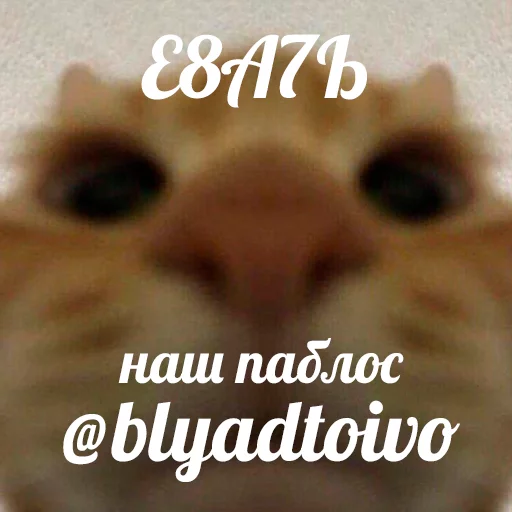 text animal domestic cat