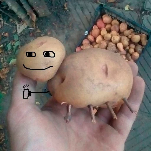 food vegetable root vegetable