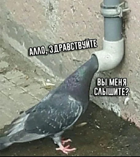 Sticker Серьёзное ебало - 11