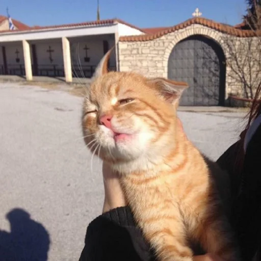 кошка на открытом воздухе домашняя кошка