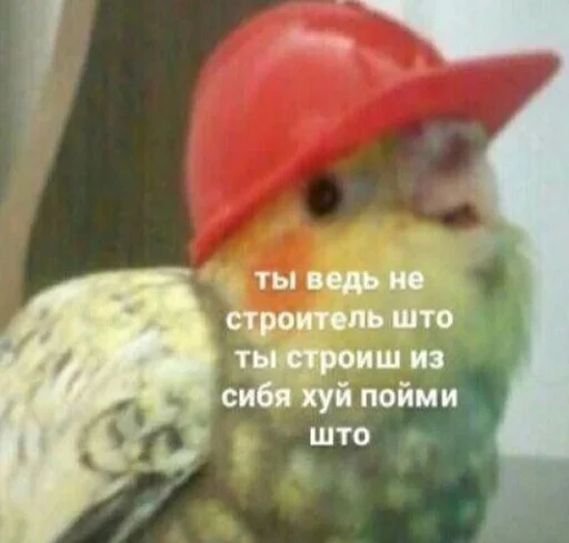 животное птица клюв