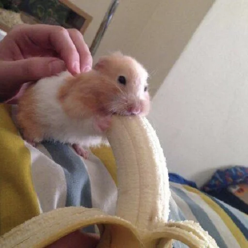 хомяк комнатный Человек