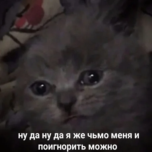 млекопитающее животное кошка