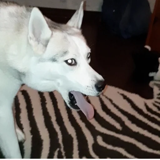 животное хриплый домашнее животное