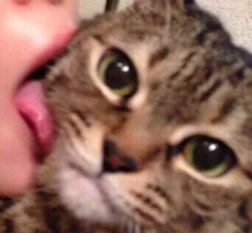 кошка кошачьи кошки малого и среднего размера