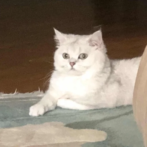 животное млекопитающее кошка