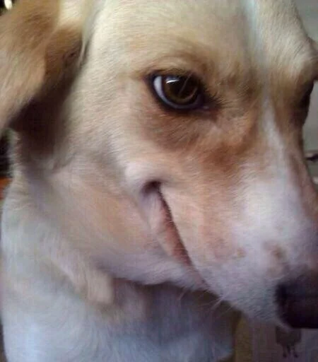 Ебанутые животные - животное