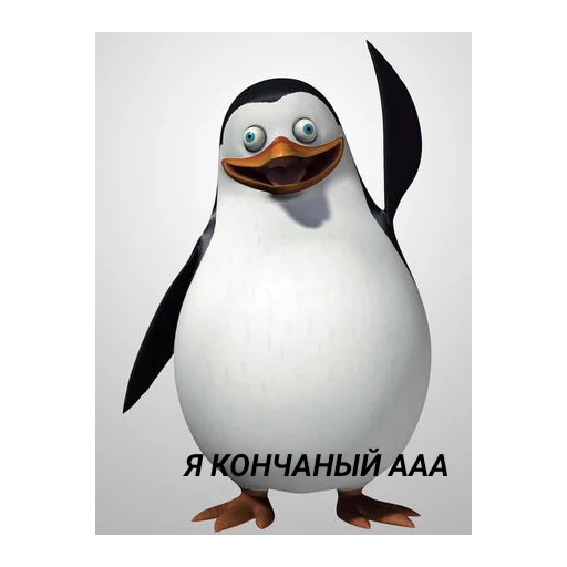 aquatic bird bird animal