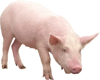 Sticker ОАО «КРАСИВЫЕ ЛЮДИ 1» @ebashXA431 - 5