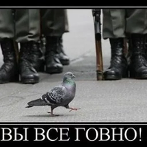 обувь голубь птица