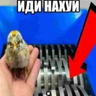 Стикер ебла джеометри даше @DimaKrytoiMc - 6