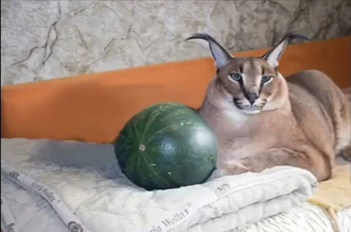 Sticker Ебло (@i_Love_Akame) - 6