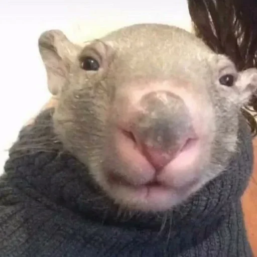 Ебло (@i_Love_Akame) - 