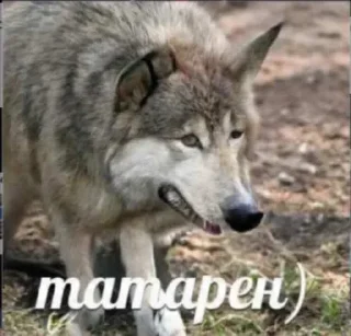 Стикер Миллион чувств - 6