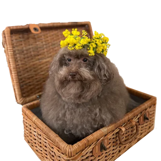 Sticker Ebuchii_princess - 1