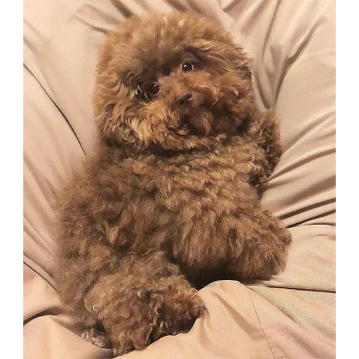 Sticker Ebuchii_princess - 1