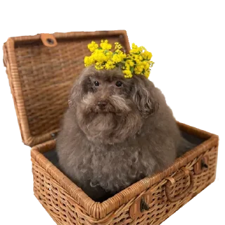 Sticker ebuchii - 11