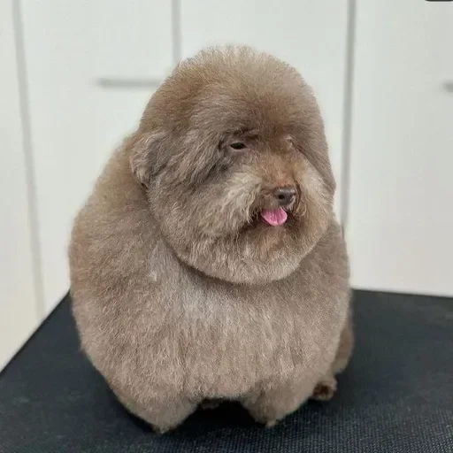 Sticker EbuchiyPudel - 1