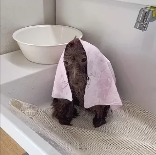 Sticker Ебучий - 11