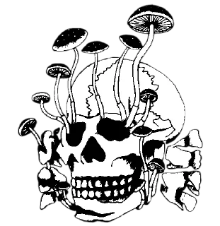 skull illustration bone