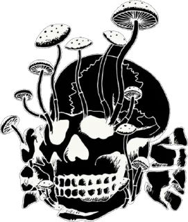 skull sketch drawing