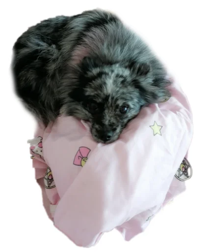 животное млекопитающее собака