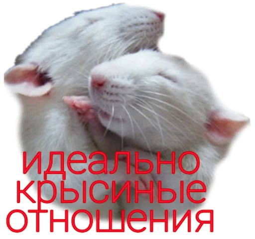 млекопитающее животное грызун