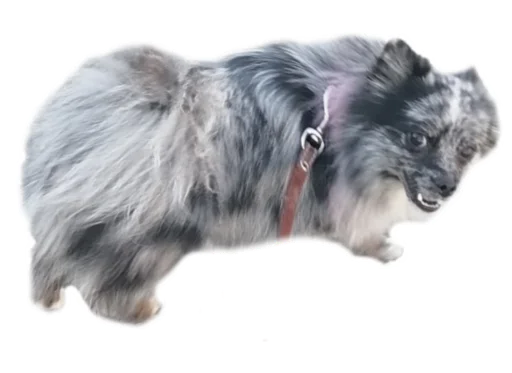 животное млекопитающее собака