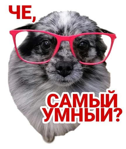 очки собака Очки