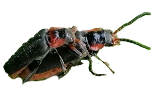 животное беспозвоночный насекомое