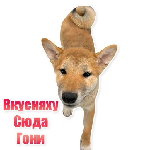 млекопитающее животное рыло