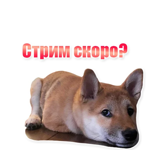 млекопитающее животное домашнее животное