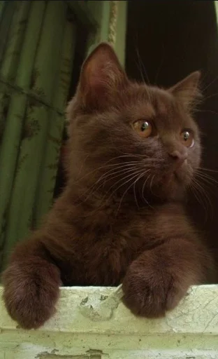 mammal animal domestic cat