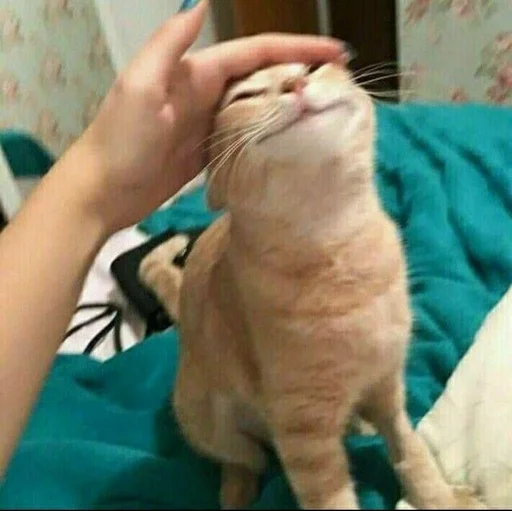 млекопитающее кошка животное