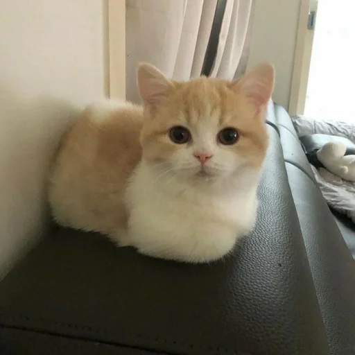 indoor small to medium-sized cats mammal