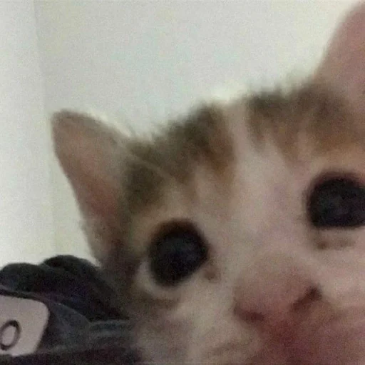 mammal animal small to medium-sized cats