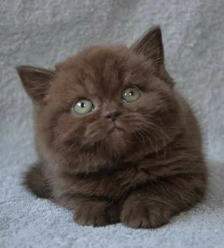 животное млекопитающее кошка