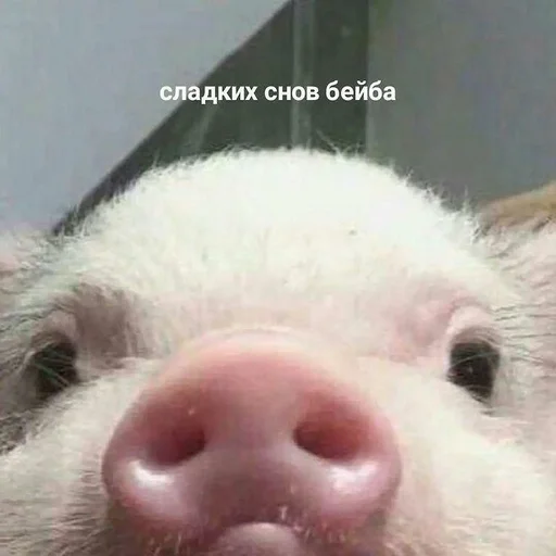 млекопитающее животное свинья