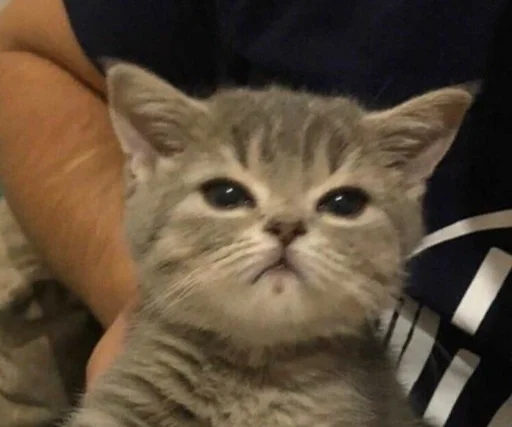 животное млекопитающее кошка