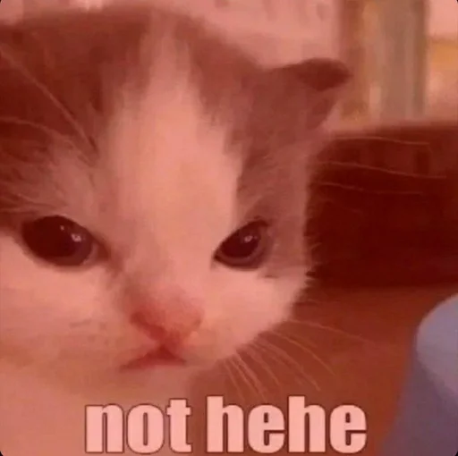 млекопитающее животное кошка