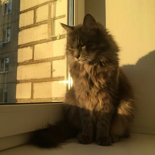 кошка домашняя кошка млекопитающее