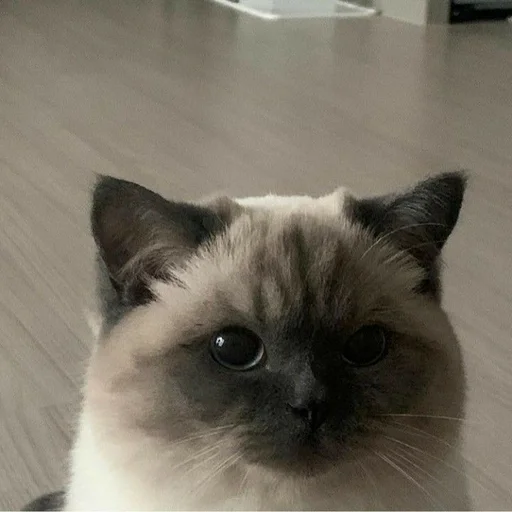 животное млекопитающее кошка