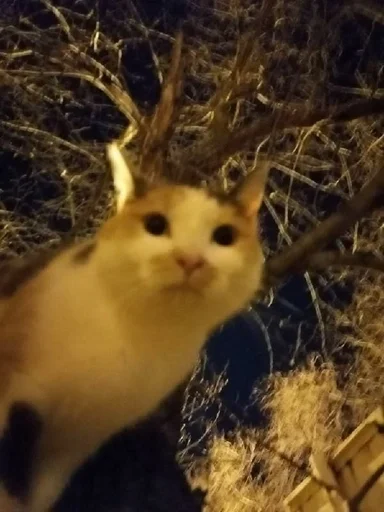 млекопитающее животное кошки малого и среднего размера